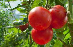 西红柿施什么肥最好 西红柿施什么肥