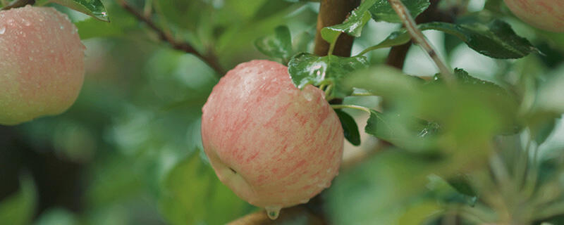 苹果树开春施什么肥好 苹果树开春施什么肥