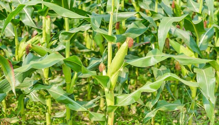 玉米抽穗期施什么肥 玉米抽穗期如何施肥
