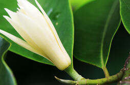 白兰花的养殖方法和注意事项 白兰花的养殖方法