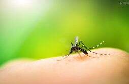 超过40℃蚊子将停止吸血活动 高温真的会让蚊子变少吗