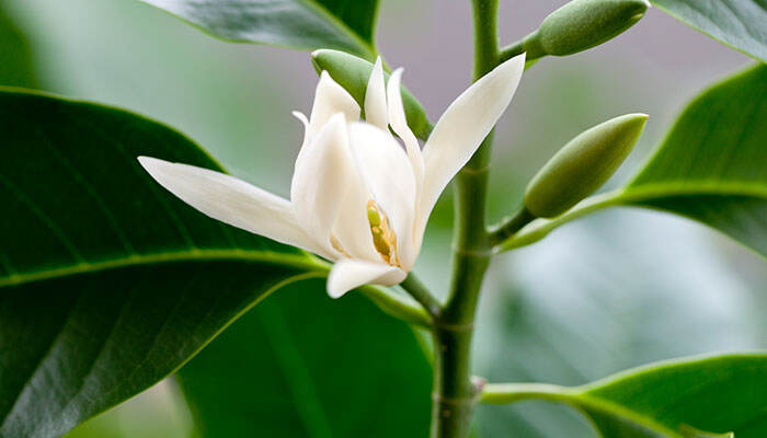 白兰花的养殖方法和注意事项 白兰花的养殖方法