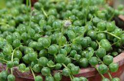 珍珠吊兰的养殖方法和注意事项 珍珠吊兰的养殖方法