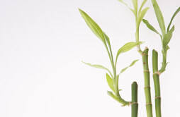 土培富贵竹的养殖方法和注意事项 土培富贵竹的养殖方法