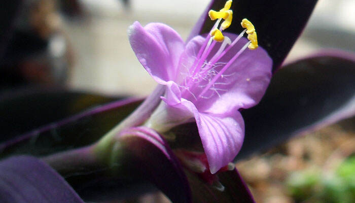 紫竹梅的养殖方法和注意事项 紫竹梅的养殖方法
