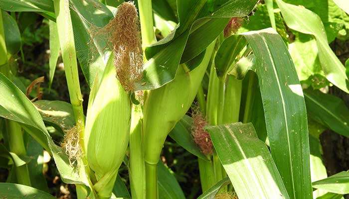 玉米抽穗期施什么肥 玉米抽穗期如何施肥