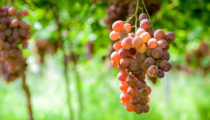 葡萄的养殖方法和注意事项 葡萄的养殖方法