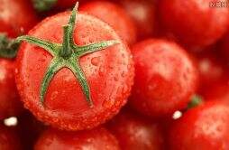 真相 西红柿放了一个月为何还不坏难道是用药了？记者来揭秘！