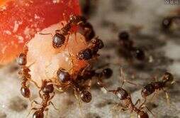蚂蚁是害虫还是益虫 大头收获蚁为什么贵？