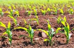 玉米地铺地毯后续处理结果 贵州农业专家下乡事件引起争议