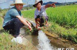 老党员看水护水，稻田终于“解渴”