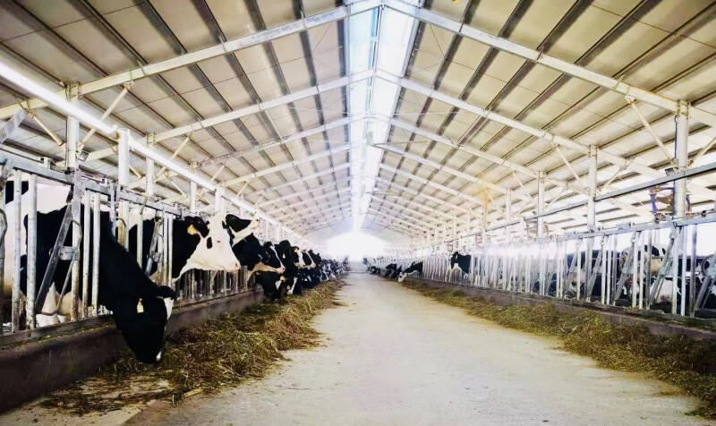 开福区在城步投资建设的现代化奶牛养殖场。 均为通讯员邹双七 供图