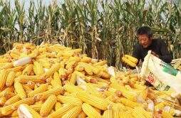 玉米芯有大用途不少人去农村收购每斤0.15元 他们用来干啥