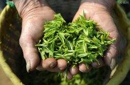 正宗龙井一斤多少钱 2022年龙井茶最新价格行情