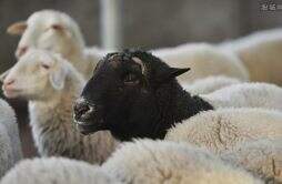 女子和她的76只羊消失在了地震中 羊在哪儿她在哪儿