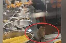 官方回应餐厅里老鼠在包子旁理毛 还在食物旁边乱窜