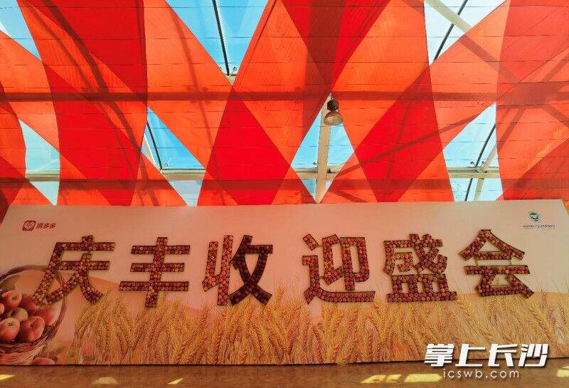 △在北京昌平的庆祝活动现场，来自全国六大产区的360斤苹果，组成“庆丰收 迎盛会”几个大字，吸引观众驻足“打卡”。戴军 摄