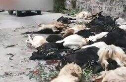河南辉县近百只山羊接连跳崖坠亡 画面看着太血腥了！