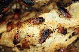 1只蟑螂1年可繁衍出1000万只蟑螂 看的头皮发麻