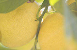 柠檬的花语 柠檬代表什么