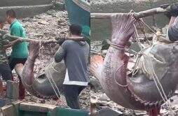 广东渔民捕到240斤大鱼 3人用棍子扛走体型实在太大了