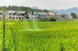 长沙县：“一喷多促” ，4万多亩旱田喝饱“营养雨”
