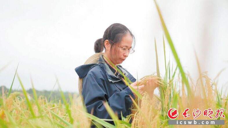 杨晓艳在观察稻子长势长沙晚报通讯员胡宇韬摄