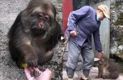 男子在寺庙遇到灵性独臂猴 当年一位大师救了它