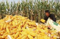 玉米的“大戏”要开始了？ 中储粮收购价低于预期什么信号？