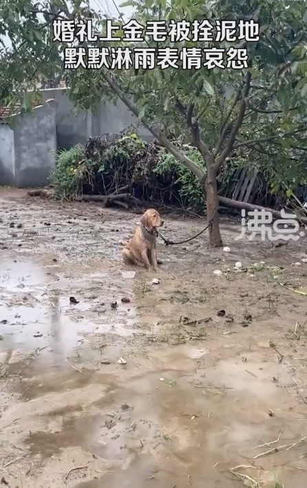 婚礼上金毛被拴泥地淋雨表情哀怨 狗:我反对这婚事