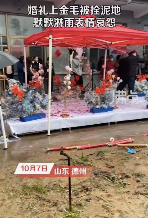 婚礼上金毛被拴泥地淋雨表情哀怨 狗:我反对这婚事