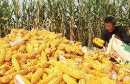 玉米、大豆下跌真相！11~12月份：两个关键卖粮时段确定了