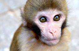 研究表明猴子或将很快到地面生活是怎么回事 研究表明猴子或将很快到地面生活是什么情况