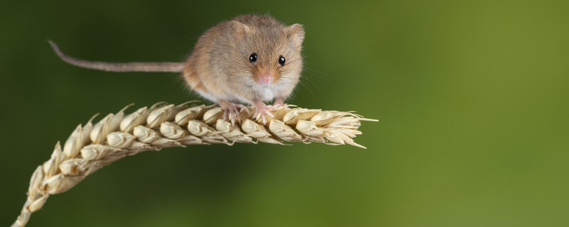 老鼠最喜欢吃什么 老鼠的生活习性