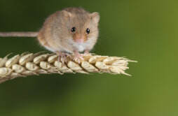 老鼠最喜欢吃什么 老鼠的生活习性