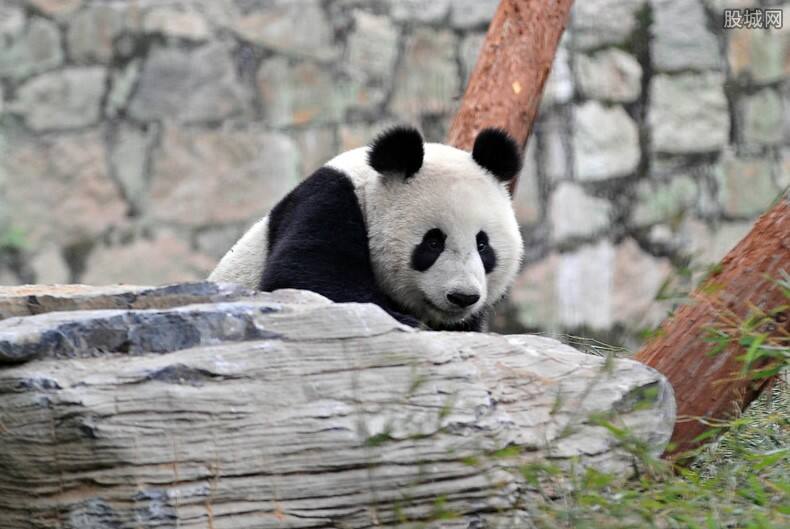 大陆赠台大熊猫状况不佳躺地进食