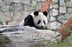 大陆赠台大熊猫状况不佳躺地进食 两岸专家共同应对