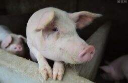猪肉会成为传染链吗 现在武汉市场的猪肉能吃吗看事件新消息