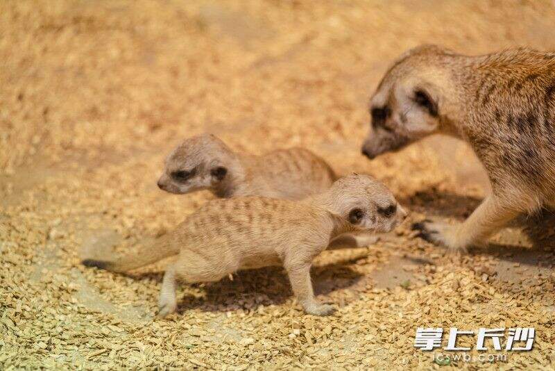 长沙首例人工繁育的狐獴双胞胎宝宝正式与游客见面。长沙晚报全媒体记者 贺文兵 摄
