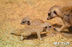 长沙首例人工繁育狐獴双胞胎宝宝与游客见面啦！