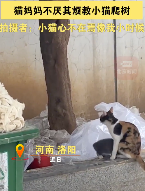 猫妈妈不厌其烦教小猫爬树 无论是谁当妈都不容易