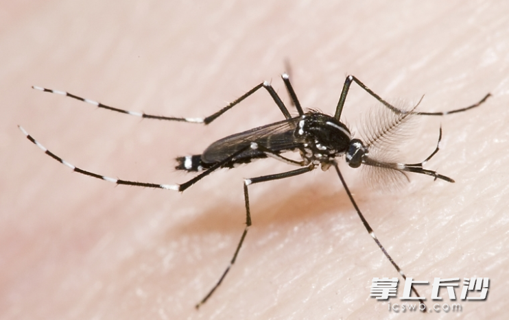 花蚊子（白纹伊蚊）最适宜的吸血温度为25℃～30℃。湖南省疾控中心供图