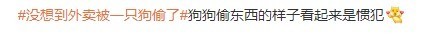 直视我！偷外卖的贼子！没想到外卖被一只狗偷了