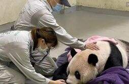 大熊猫“团团”已完成解剖,需要心里准备