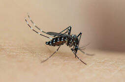 夏季如何防蚊子 蚊子什么时候活跃