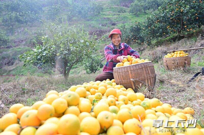 村民帮杨顺根采摘柑橘。