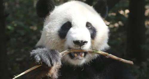 美国动物园宣布将大熊猫丫丫和乐乐归还中国