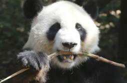 美国动物园宣布将大熊猫丫丫和乐乐归还中国结束20年的租