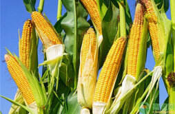 河北多户农民玉米产量减半 多方称系天气原因