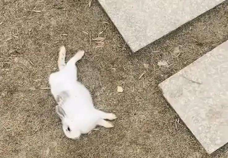 兔子死亡